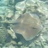 rangiroa POLINESIA FRANCESE 