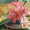 FIORI POLINESIA FRANCESE 
