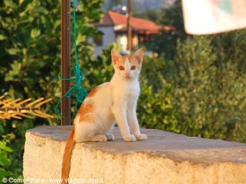 Micio di Mystras