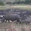 Rino mother e rino baby SUD AFRICA 