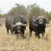 Bufali SUD AFRICA 