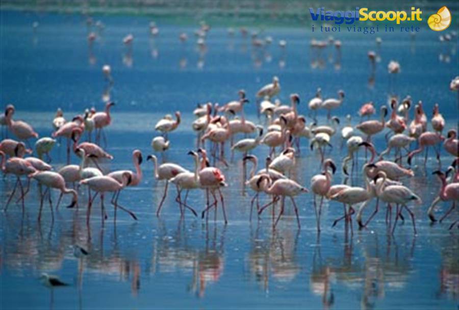 SAFARI IN TANZANIA - PARTE TERZA