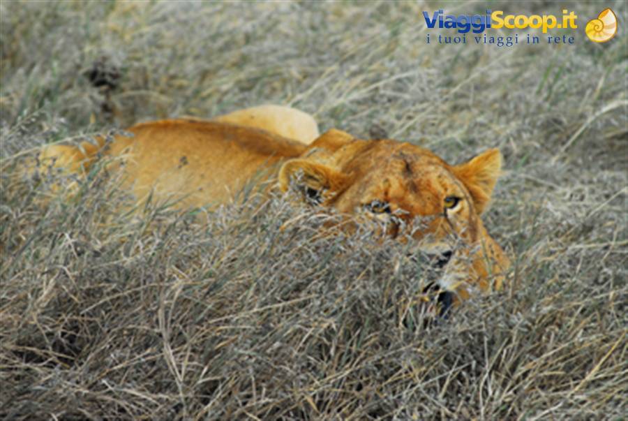 Foto di viaggio in TANZANIA