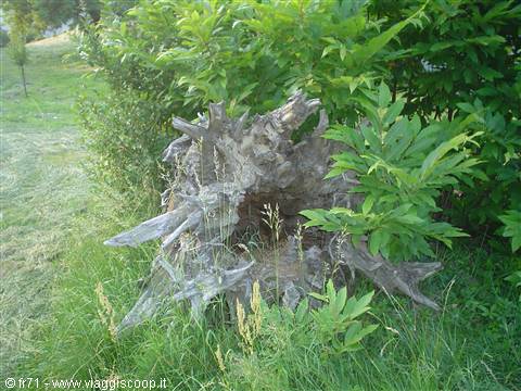 RADICE ALBERO