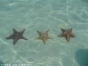 stelle marine