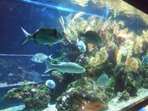 PORTO SANTO STEFANO: acquario.