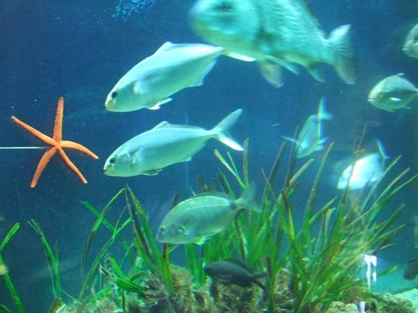PORTO SANTO STEFANO: acquario.