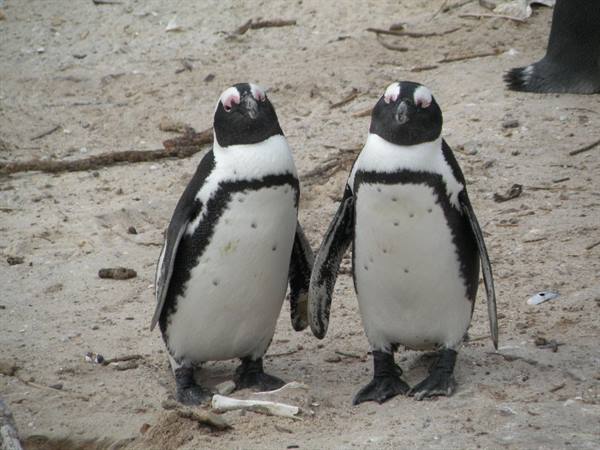 pinguini