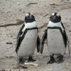 pinguini SUD AFRICA 