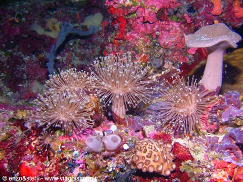 I funghi di Walea