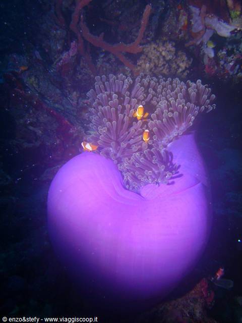 Anemone2