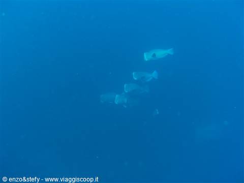 Pappagallo gigante