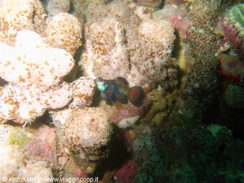 Mandarin Fish