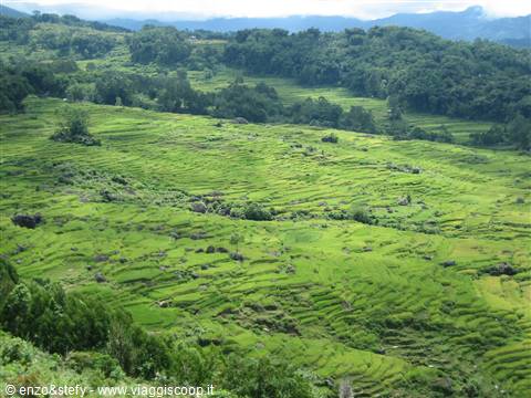 Risaie Toraja