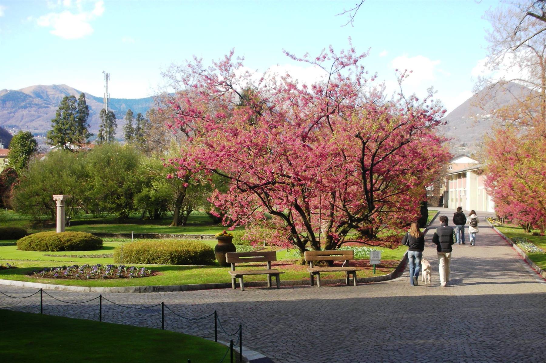 alberi fioriti