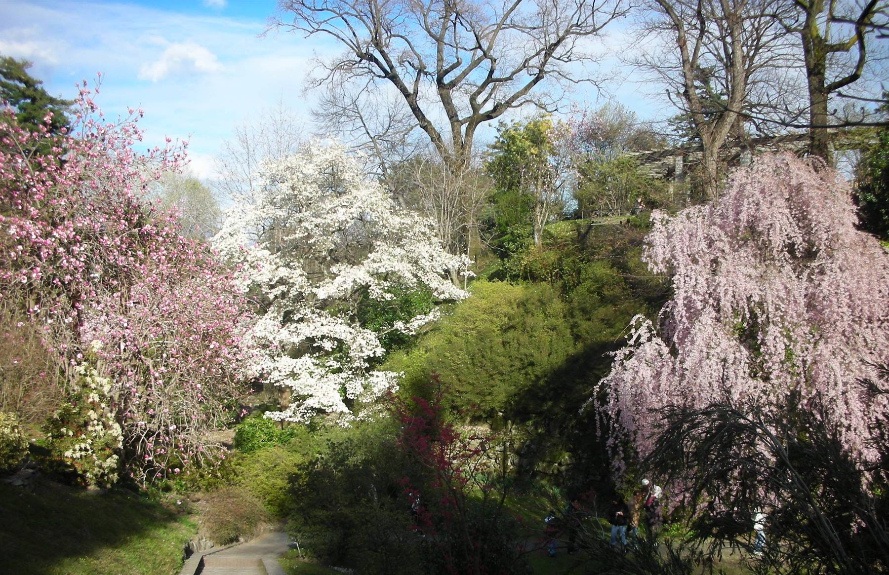 bellissimi alberi fioriti