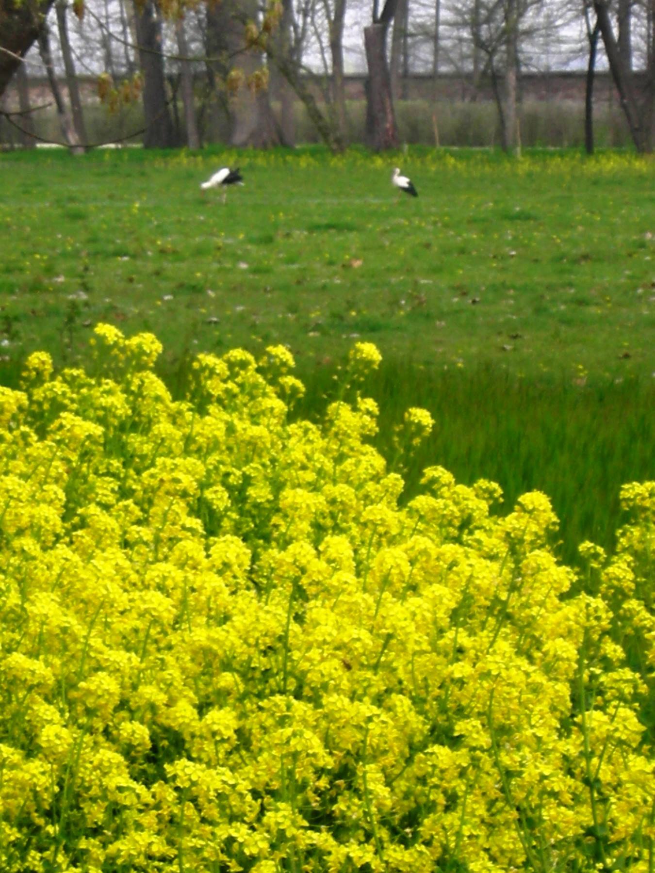 fiori e cicogne nel parco