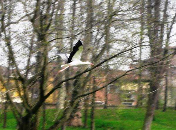 volo di cicogna nel parco