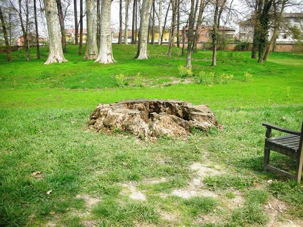 grande radice di secolare albero reciso