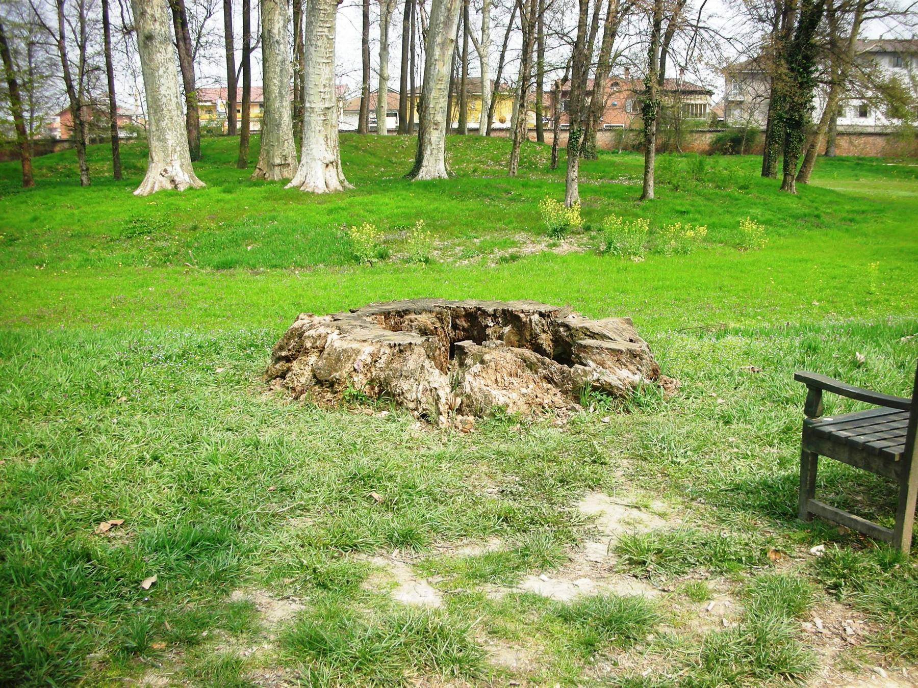 grande radice di secolare albero reciso