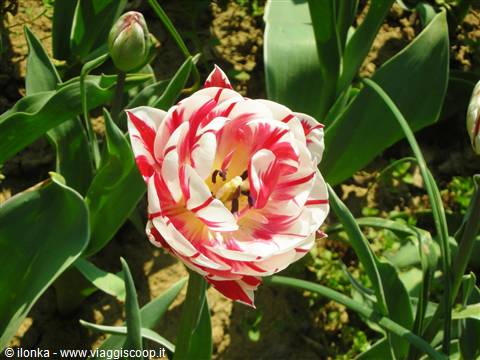 tulipano insolito