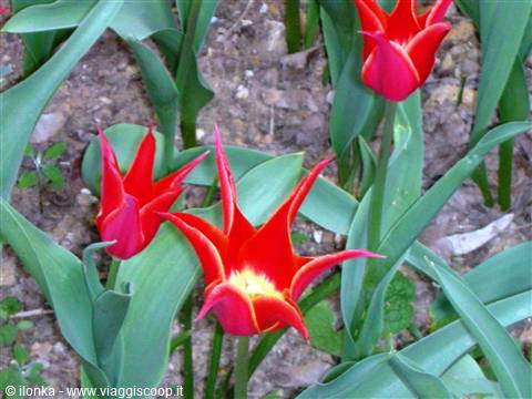 tulipano particolare