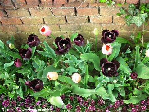 tulipani neri