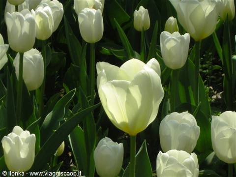 tulipani bianchi