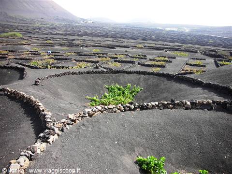particolari vigneti a lanzarote