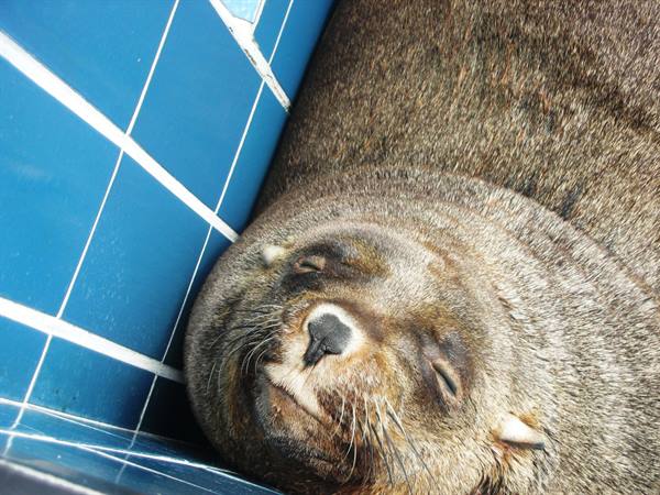 Otaria che dorme in piscina