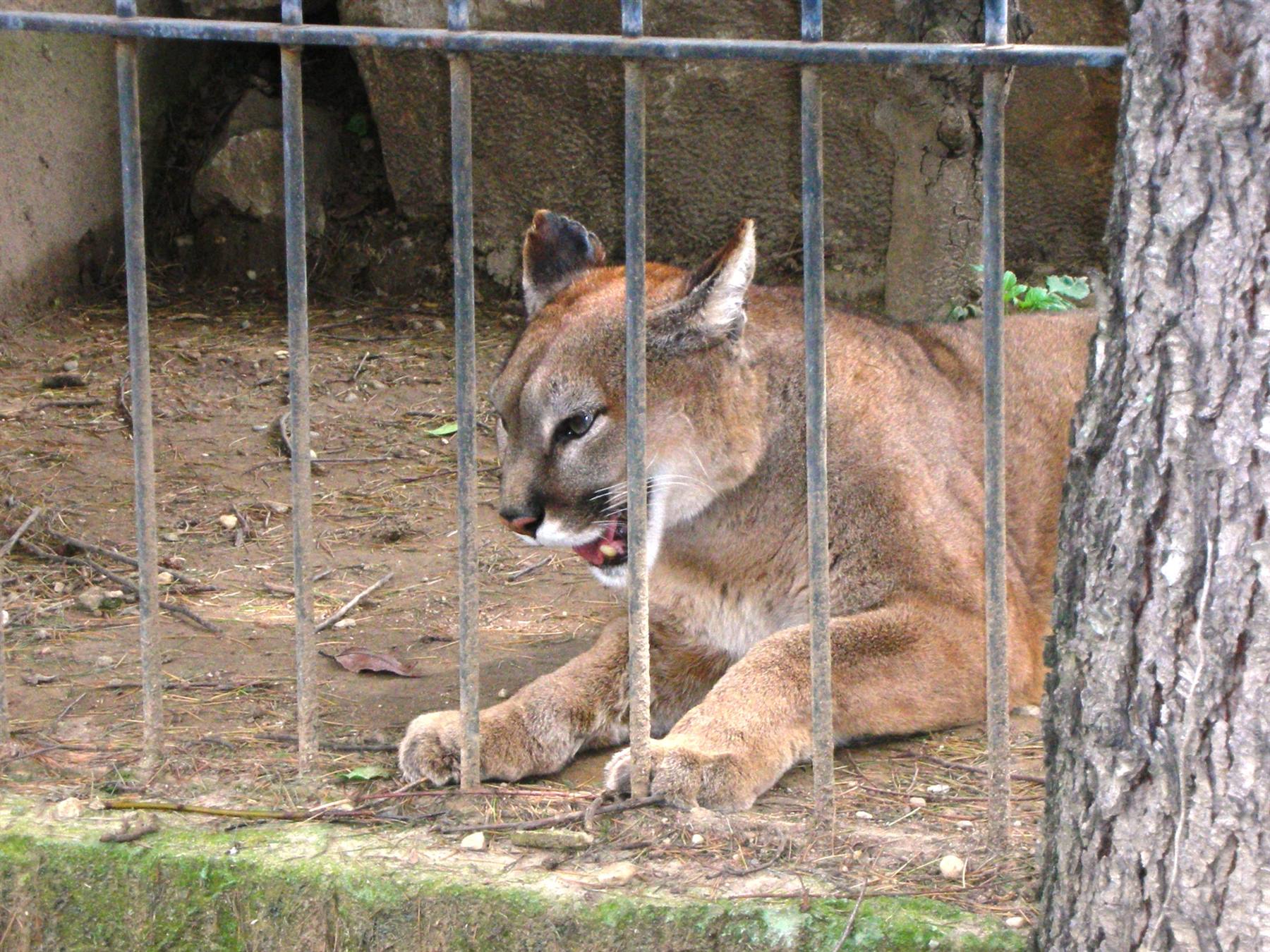 puma in primo piano