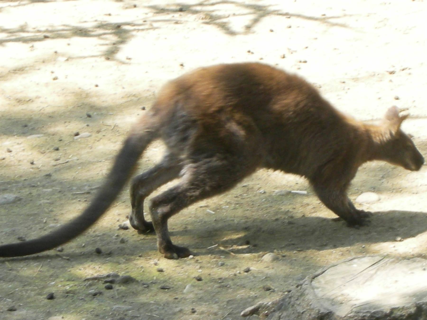 Canguro