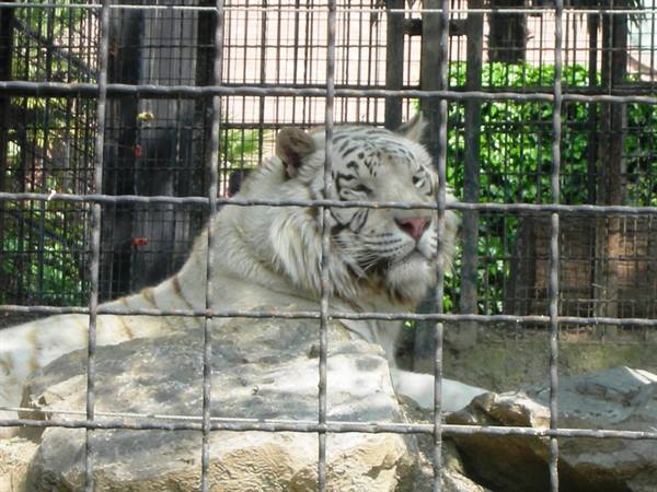 tigre bianca