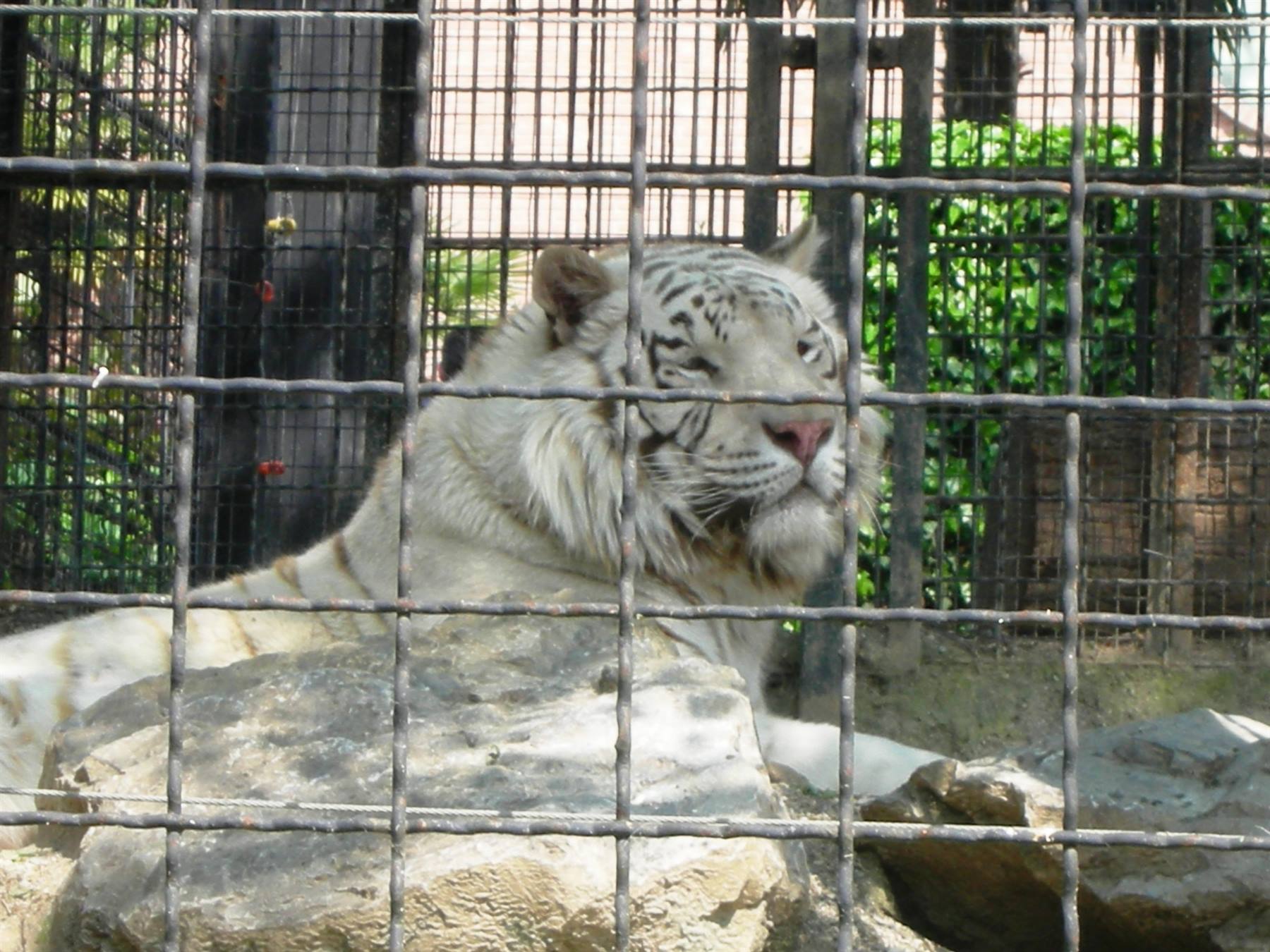 tigre bianca
