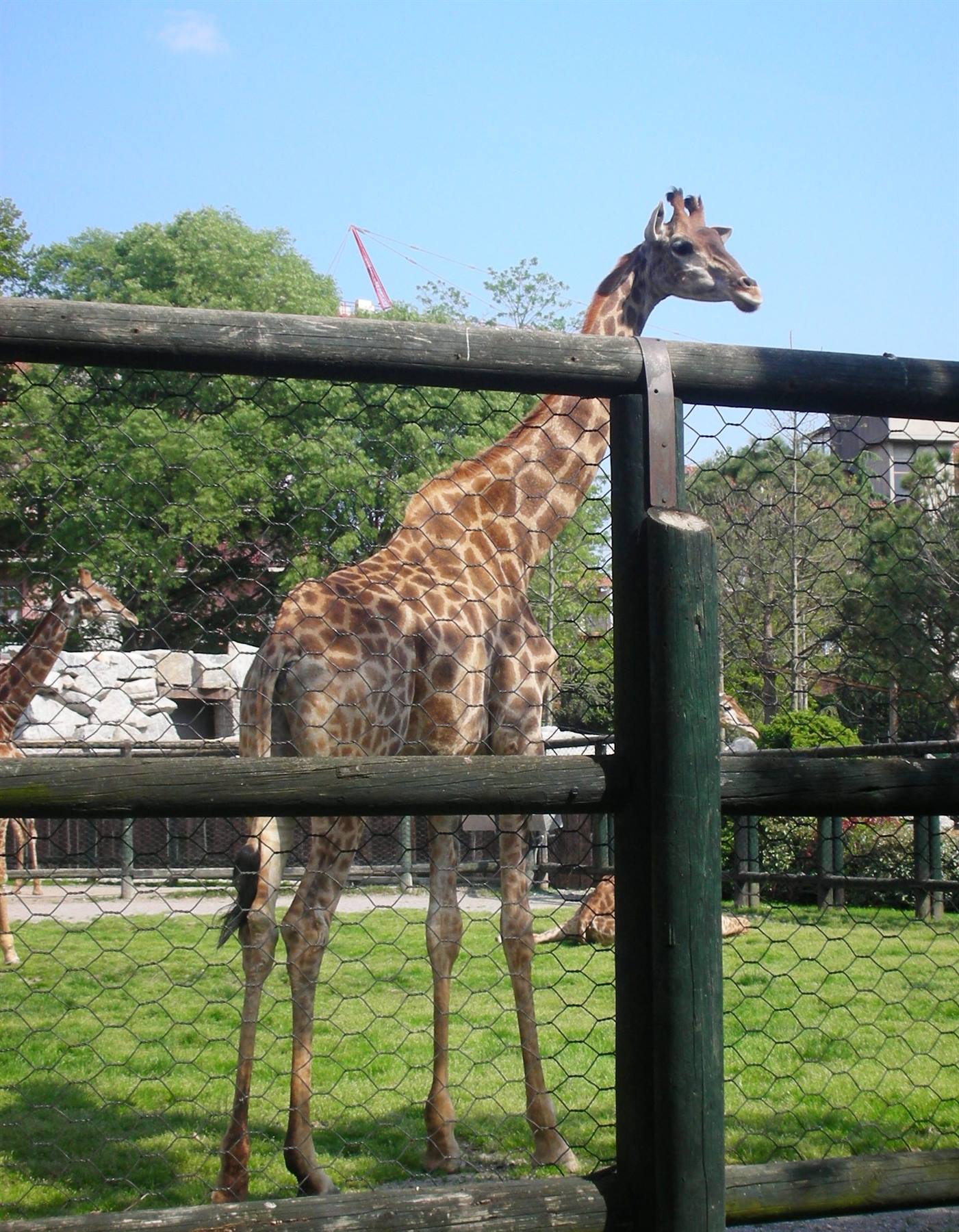giraffa