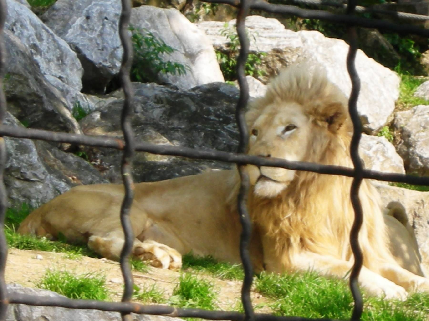 Leone