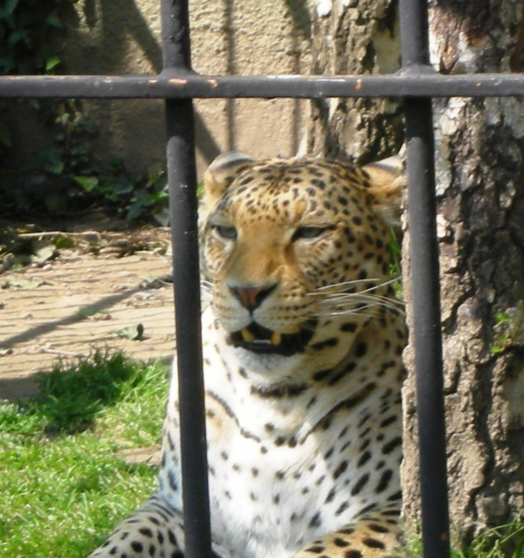 Leopardo
