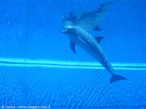 acquario di genova