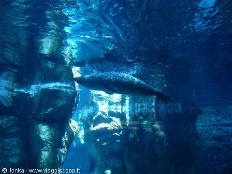 acquario di genova