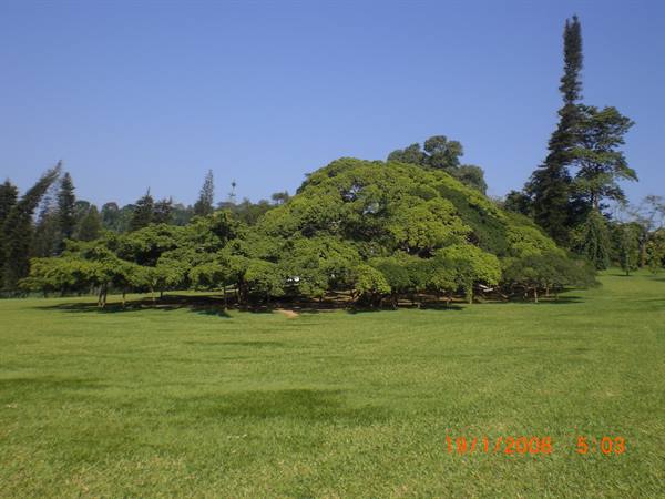 Ficus di 137 anni