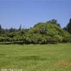 Ficus di 137 anni SRI LANKA 
