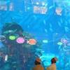 Dubai Mall Acquarium EMIRATI ARABI UNITI 