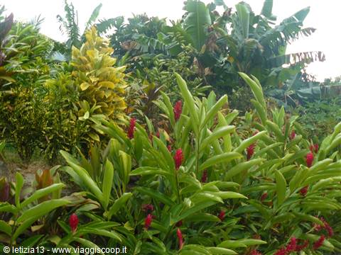 Moorea Tropical Garden