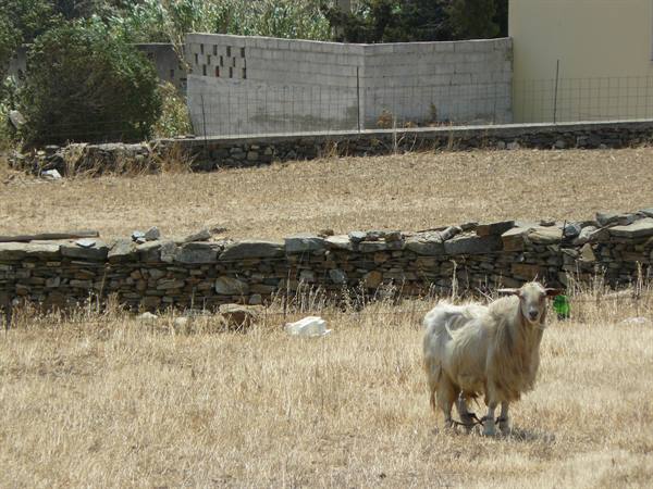Sulle strade di Tinos - Berdemiaros