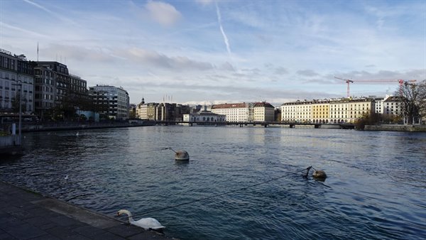 Passeggiata tranquilla lungo il Rodano a Ginevra, salutando i cigni.