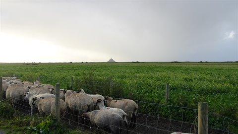 Pecore al pascolo, e in lontananza il Mont Saint-Michel ci aspetta.