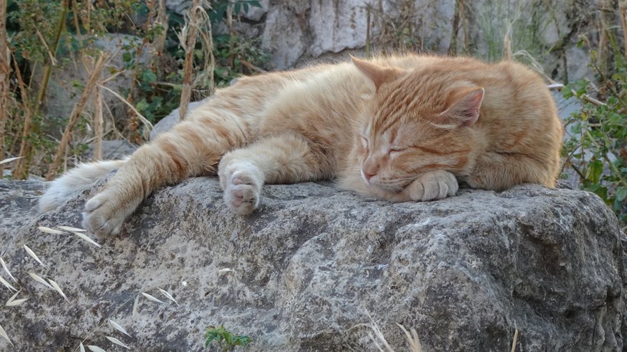 Anche qui il tempo si ferma: un pisolino al sole tra le rocce.