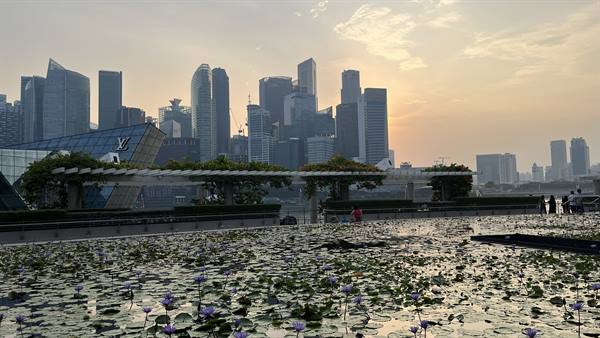 Tramonto su Singapore: ninfee quiete e grattacieli che si accendono dolcemente.