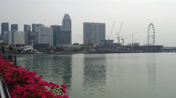 Singapore in volo lento: bouganville rosa e la ruota che sogna.