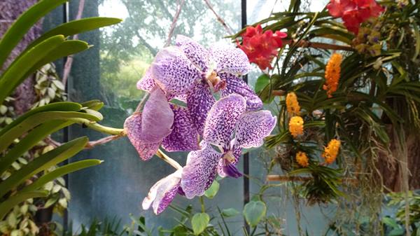 Orchidee puntinate ci hanno accolto: un rifugio di colori e meraviglia.